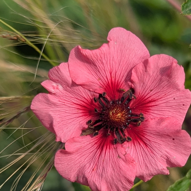 Rebel Garden Design, Garden design North Devon, landscaping North Devon, natural inspired garden deisgn Devon,